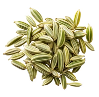 Fennel